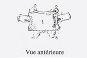 colonne vertebrale